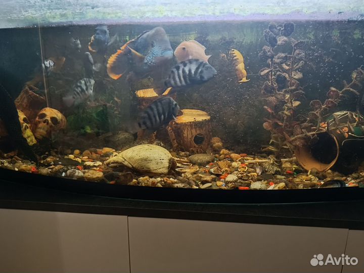 Аквариум с рыбками