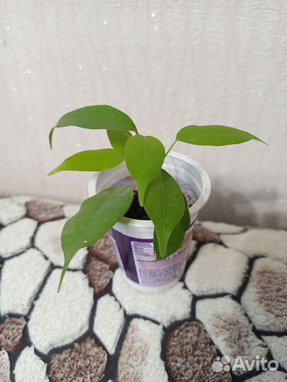 Аглаонема,Фикус,комнатные цветы,растения