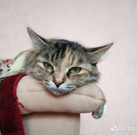 Кошка в дар