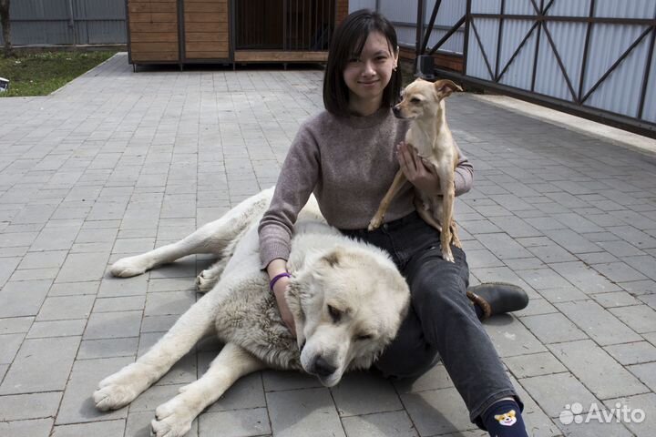 Кинолог зоопсихолог передержка собак и кошек