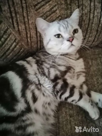 Котенок британский мраморный