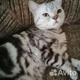 Британская кошка мраморный окрас - 46 фото