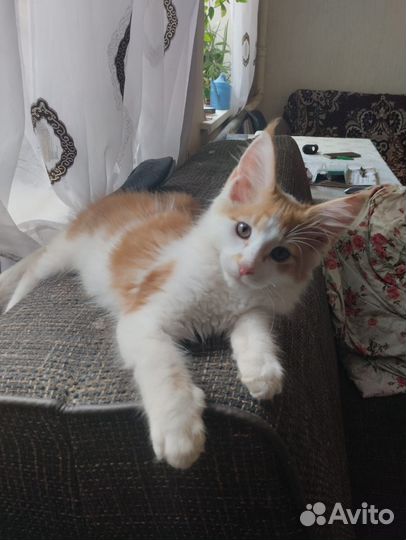 Котята мейн-кун