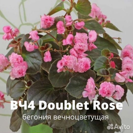 Бегония вечноцветущая махровая