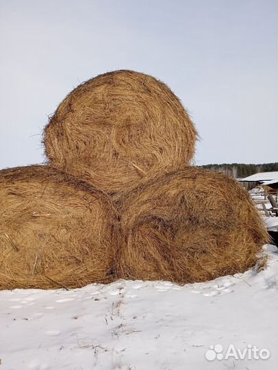 Продам сено в рулонах