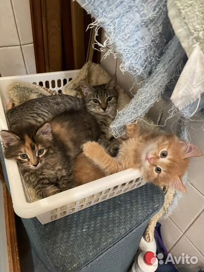 Невероятно красивые котята - в добрые руки