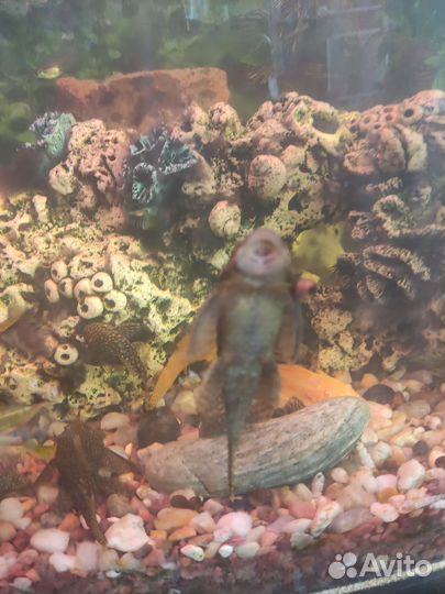 Продаются сомики очистители аквариума