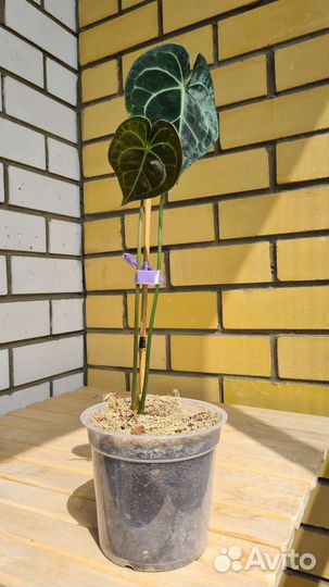 Антуриум кларинервиум