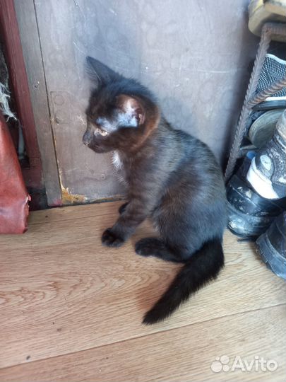 Отдам бесплатно