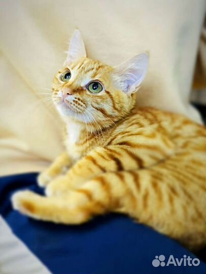 Рыжий котенок в добрые руки