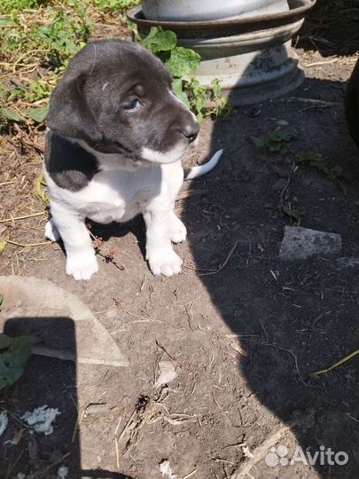 Щенки Алабая / красноносый питбуль