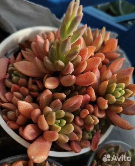 Суккуленты оптом и розницу
