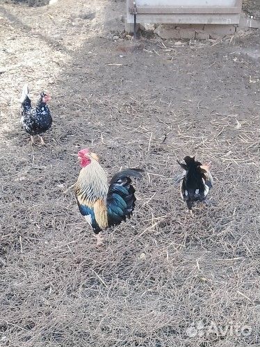 Куры корольки