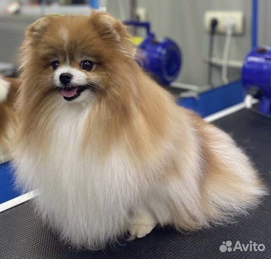 Собака для фотосессии/съемок (померанский шпиц)