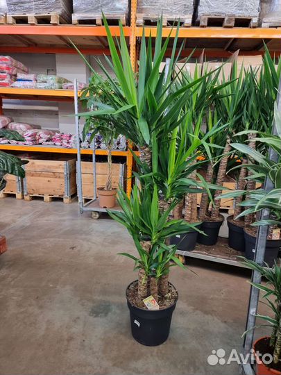 Юкка слоновая 4 ствола красивая