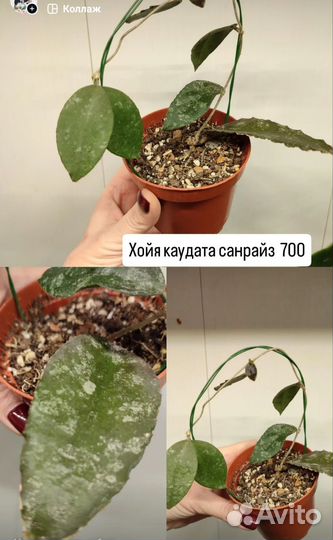 Хойя Пахиклада Каудата Латифолия