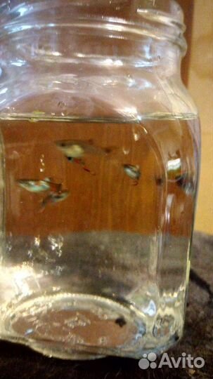 Анцитрусы, гуппи