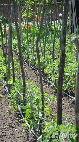 Капельный полив