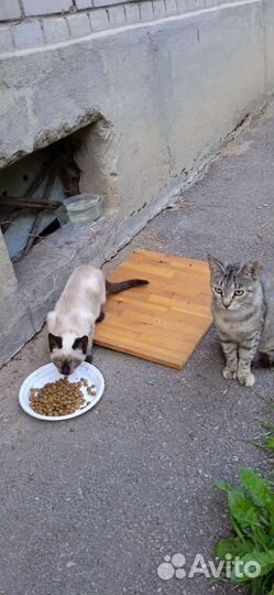 Сиамский котёнок