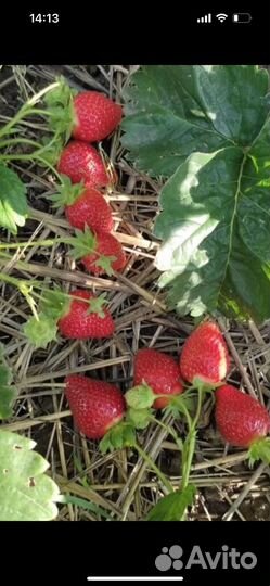 Рассада клубники азия