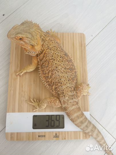 Продам Агам (мальчик и девочка) и террариум
