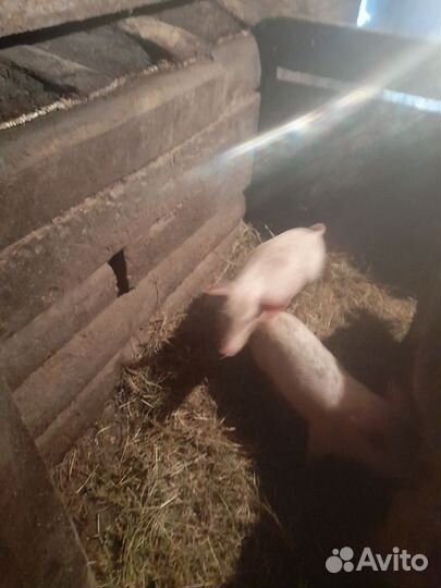 Поросенок ландрас