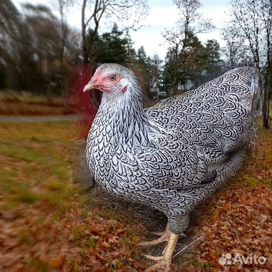 Цыплята виандот