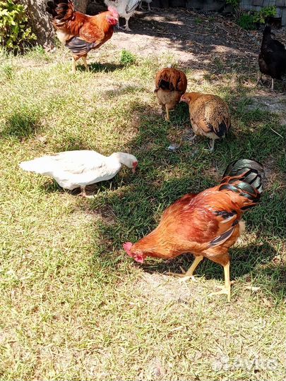 Молодые петрушки порода Кучинская 4.5 месяца