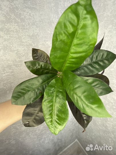 Кротон миссис Айстон