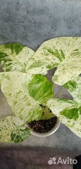 Алоказия Макрориза Сплэш