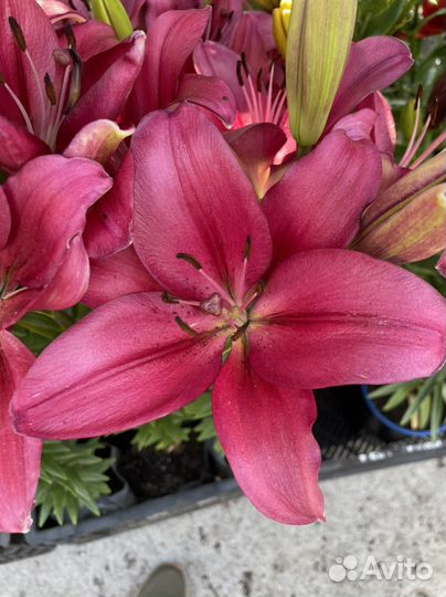 Лилия в горшках