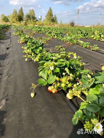Рассада клубники Мурано (ремонтантная)