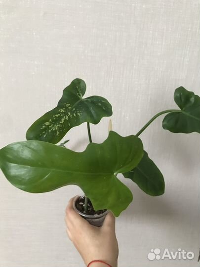 Филодендроны