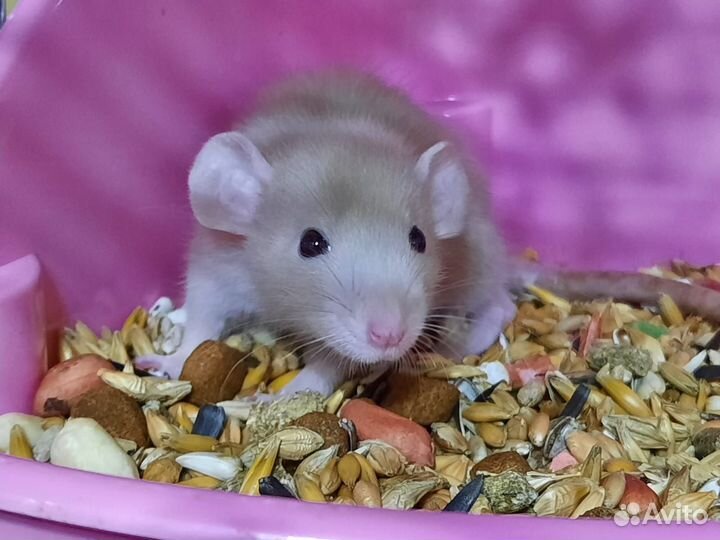 Крысы Дамбо, крысята Baby rats Dumbo pearls velvet