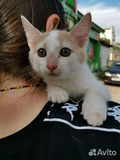 Котята в любимцы