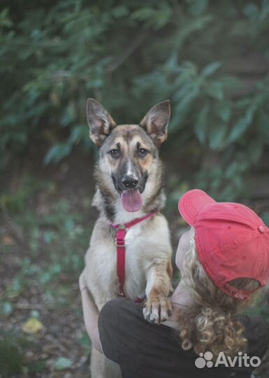 Щенок в добрые руки. Пряня ищет дом