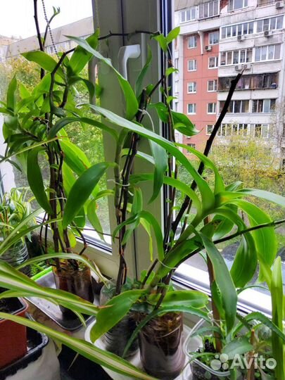 Хлорофитум каланхое золотой ус молочай