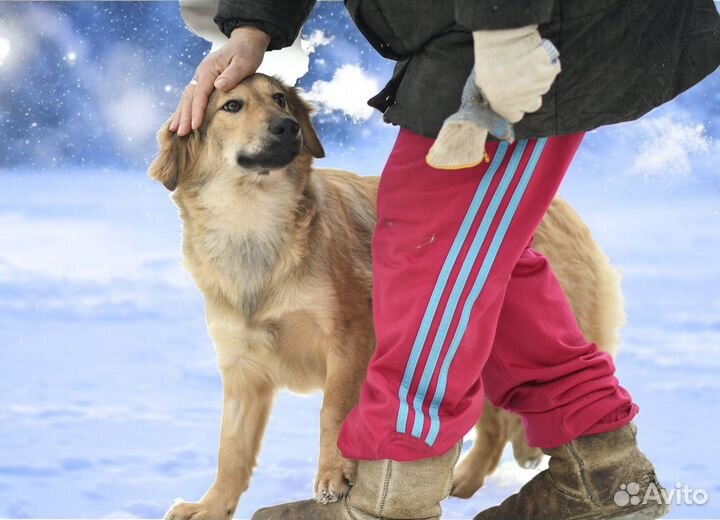 Щенок Герда в добрые руки