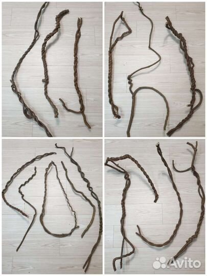 Лиана субтропическая для террариума