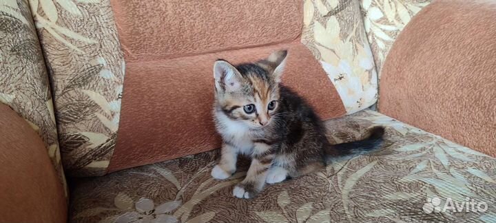 Котенок в добрые руки