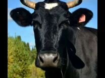 Черно пестрая корова