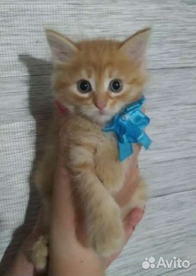 Кошка в дар