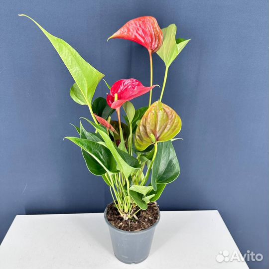 Антуриум андрианум красный