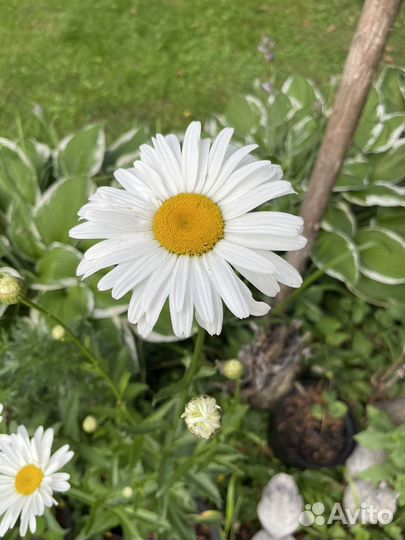 Ромашка многолетняя