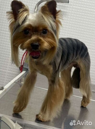 Стрижка собак/кошек, груминг