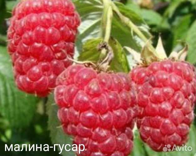 Пладово ягодные и цветущие для украшения растения