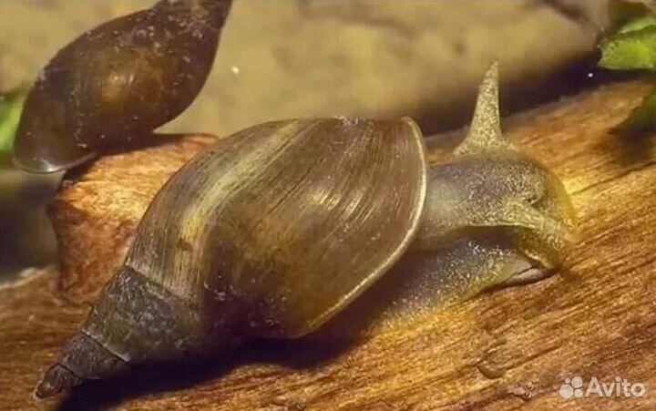 Теодоксус улитка