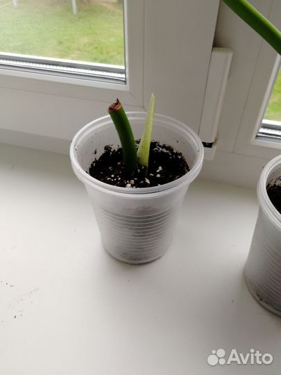 Филодендрон