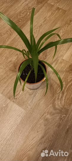 Панданус пальма