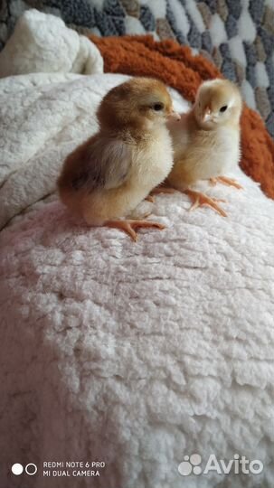 Цыплята леггорна парцеляновый